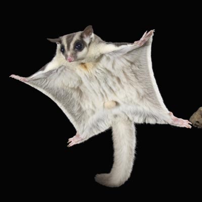 A real sugar glider....