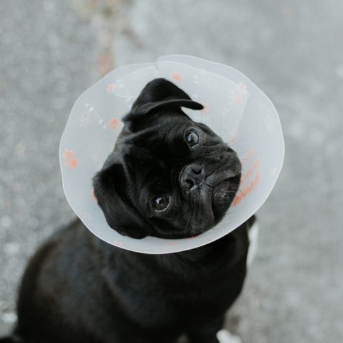 priscilla-du-preez-2hc6ocDAsNY-unsplash